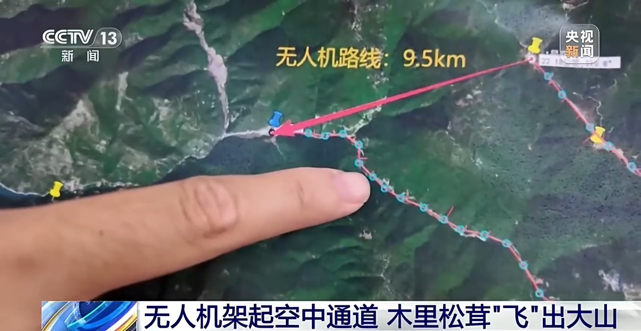 15分钟“飞”下山 冷链运输升级 松茸抢“鲜”走向全国餐桌