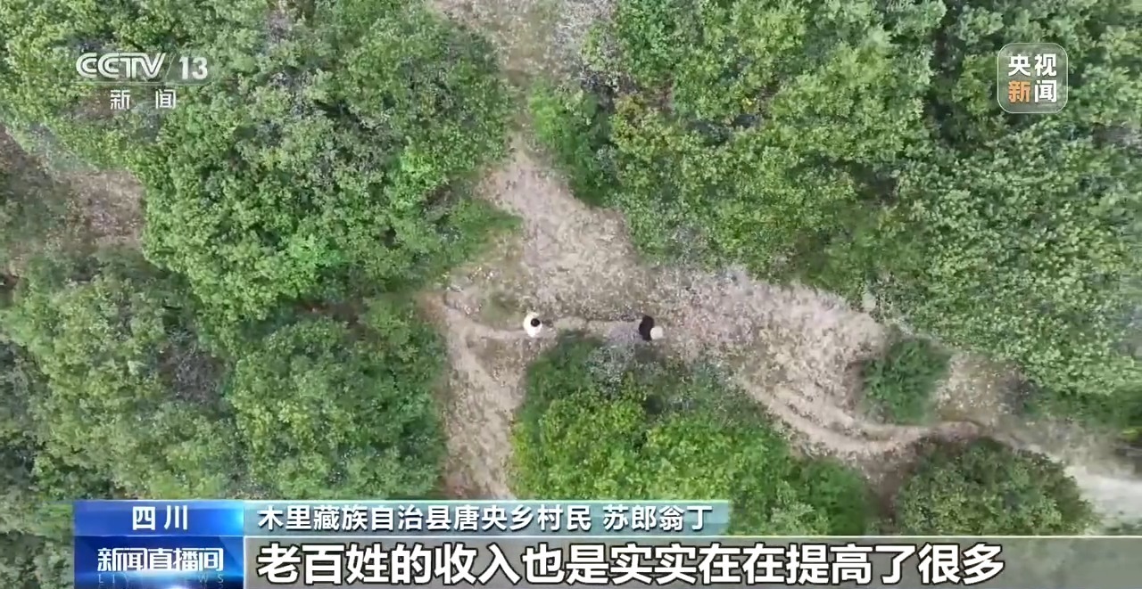 15分钟“飞”下山 冷链运输升级 松茸抢“鲜”走向全国餐桌