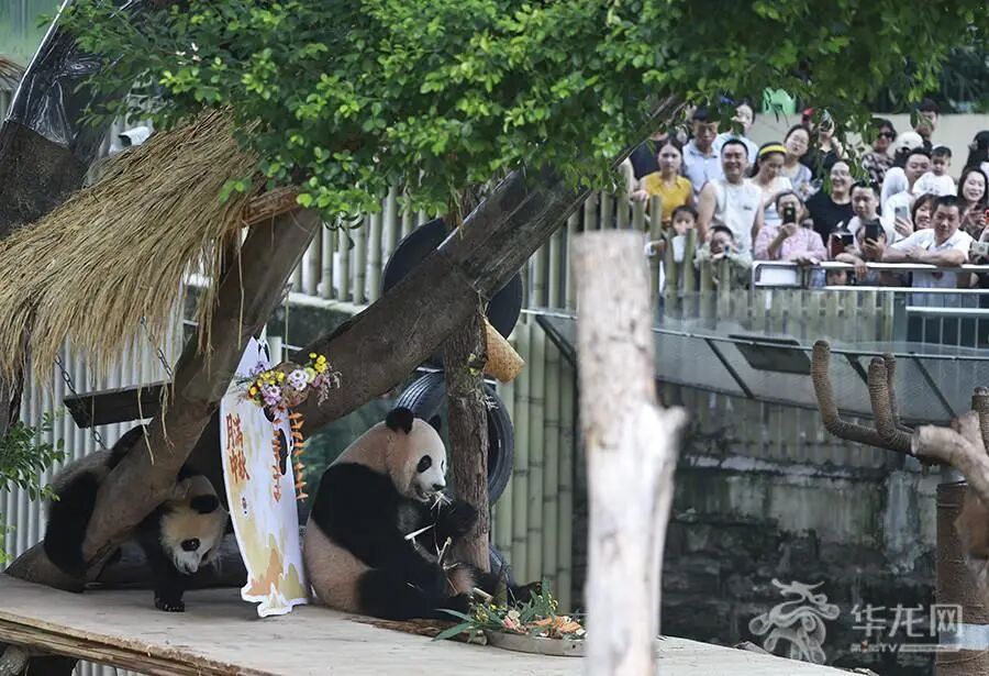 大熊猫“手抓月饼”萌翻了！来看看重庆动物园“毛孩子”花式过中秋→