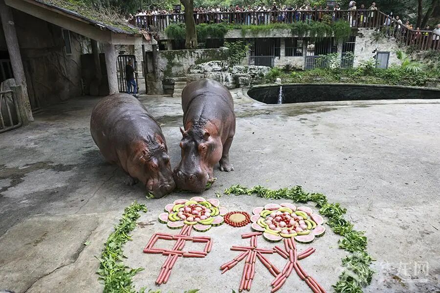 大熊猫“手抓月饼”萌翻了！来看看重庆动物园“毛孩子”花式过中秋→