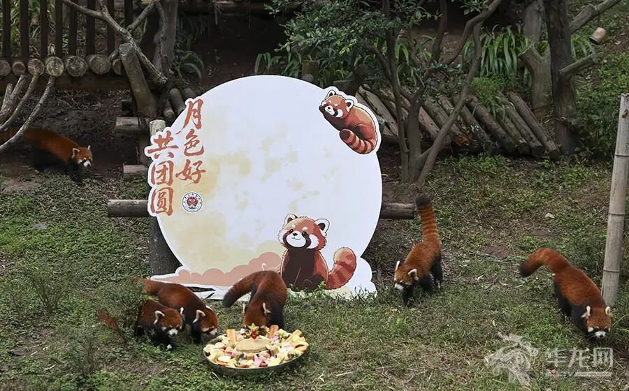 大熊猫“手抓月饼”萌翻了！来看看重庆动物园“毛孩子”花式过中秋→