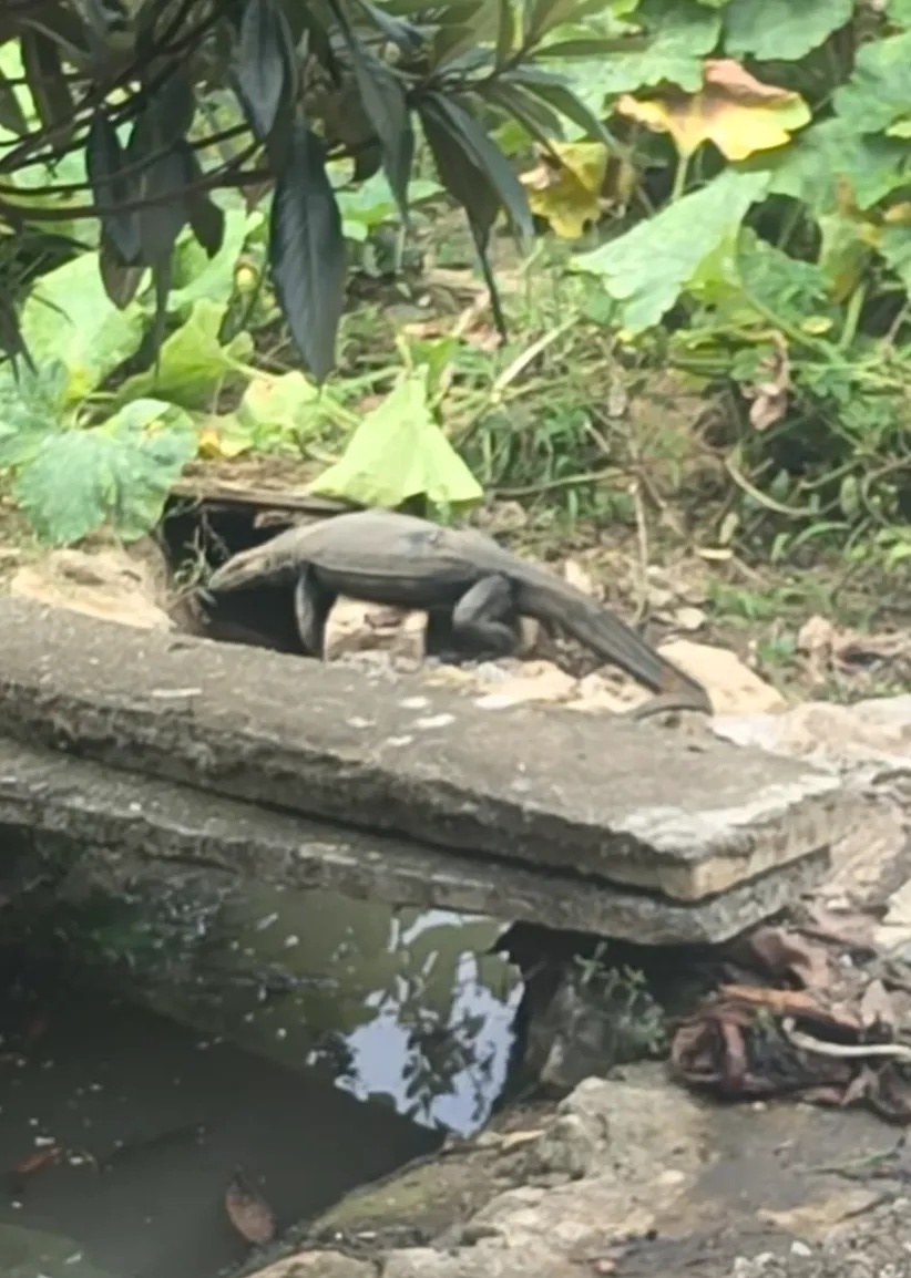 湖南一地发现巨蜥 湖南一地发现巨蜥