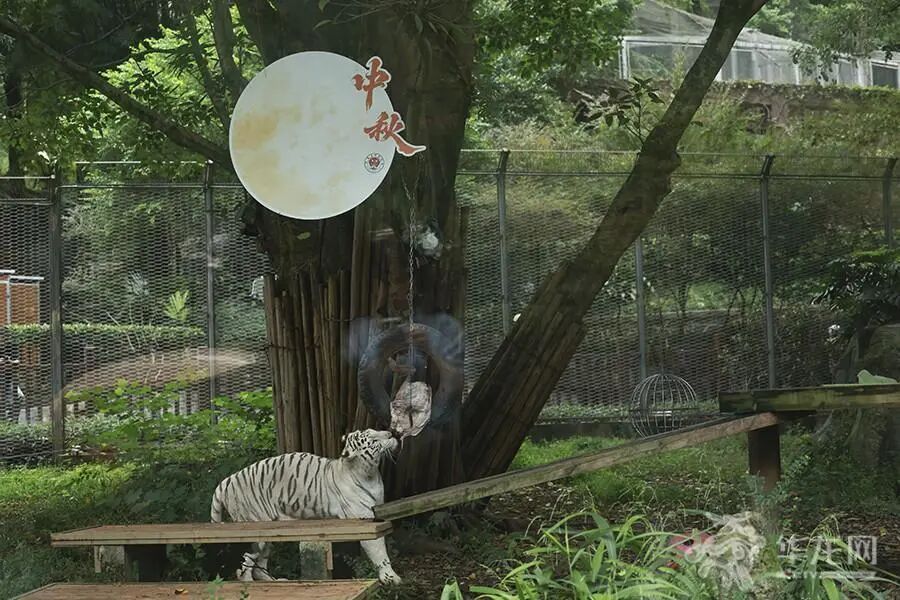 大熊猫“手抓月饼”萌翻了！来看看重庆动物园“毛孩子”花式过中秋→