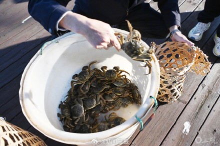 今年大闸蟹近十年最好:今年同等价格吃更大蟹,母大闸蟹已抢先上市 今年大闸蟹近十年最好:今年同等价格吃更大蟹,母大闸蟹已抢先上市