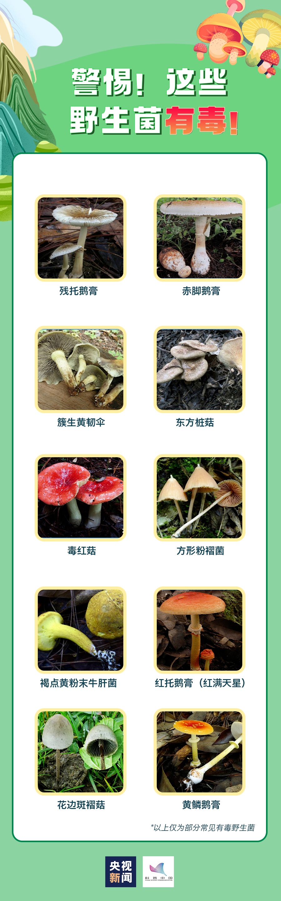 路边彼岸花、银杏果别乱碰!“捡秋”安全提示请收好 路边彼岸花、银杏果别乱碰!“捡秋”安全提示请收好