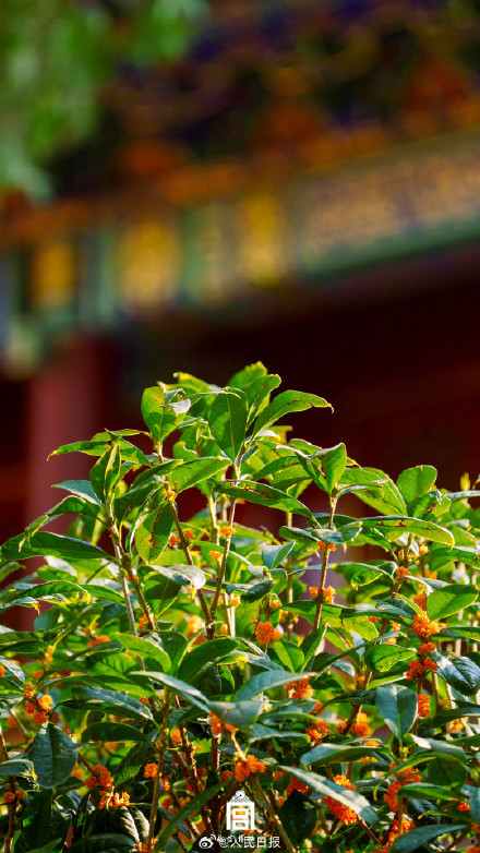故宫的桂花开好了