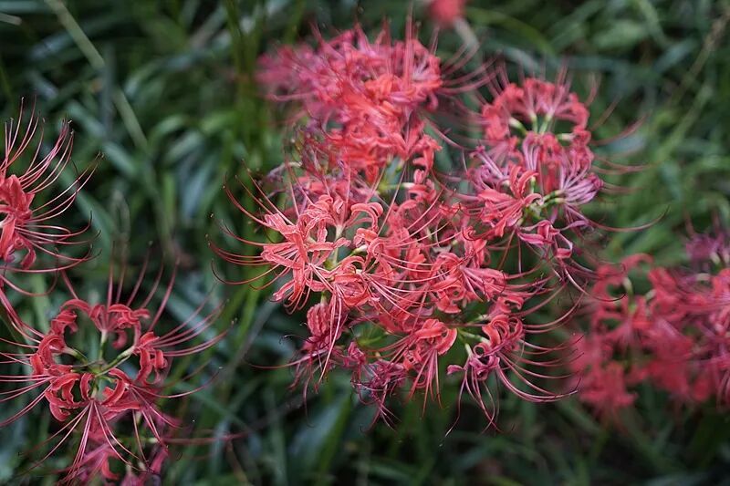 多地开启“捡秋”模式,路边彼岸花、银杏果别乱碰!安全提示→ 多地开启“捡秋”模式,路边彼岸花、银杏果别乱碰!安全提示→