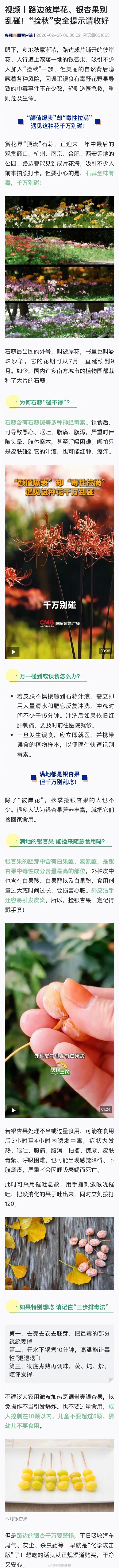 路边的彼岸花银杏果别乱碰 路边的彼岸花银杏果别乱碰