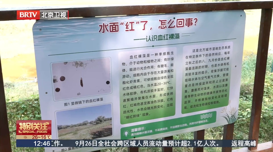 北京一湖面变红引猜测——“是污染吗？”