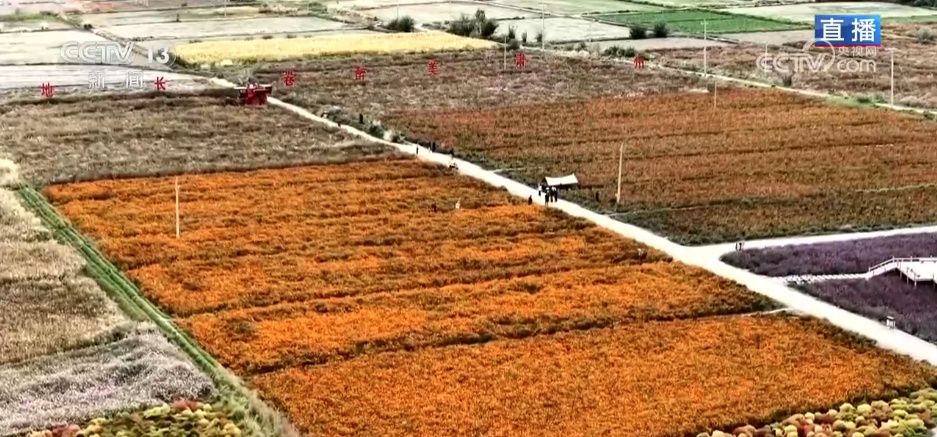 从田间到市场 看一粒花种的出海之路