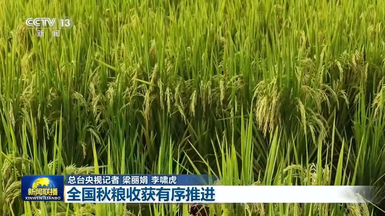 全国秋粮收获有序推进 多举措抢收确保颗粒归仓 全国秋粮收获有序推进 多举措抢收确保颗粒归仓
