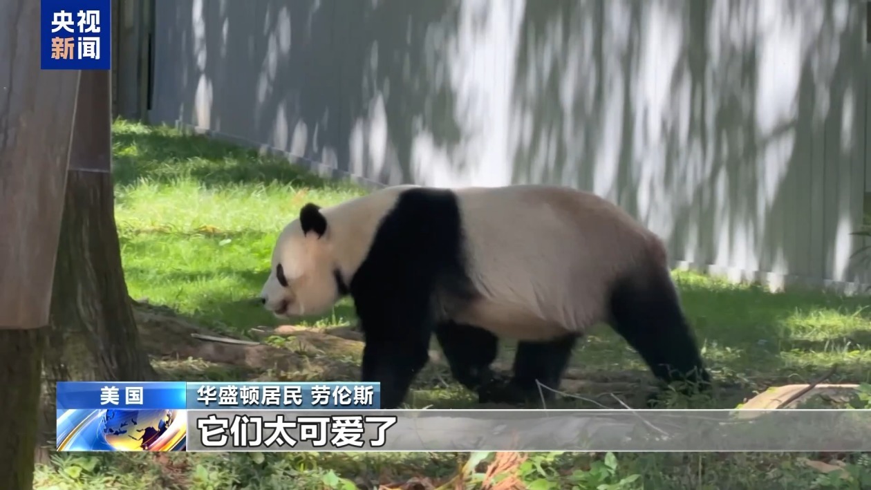 美民众热烈期盼大熊猫重返亚特兰大 美民众热烈期盼大熊猫重返亚特兰大