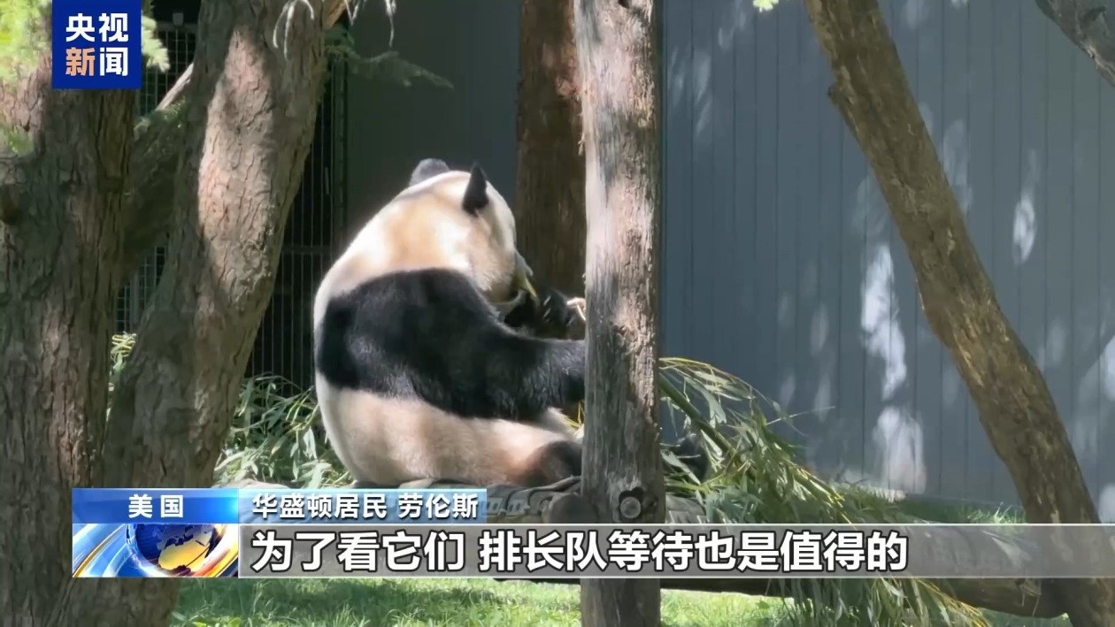 美民众热烈期盼大熊猫重返亚特兰大 美民众热烈期盼大熊猫重返亚特兰大