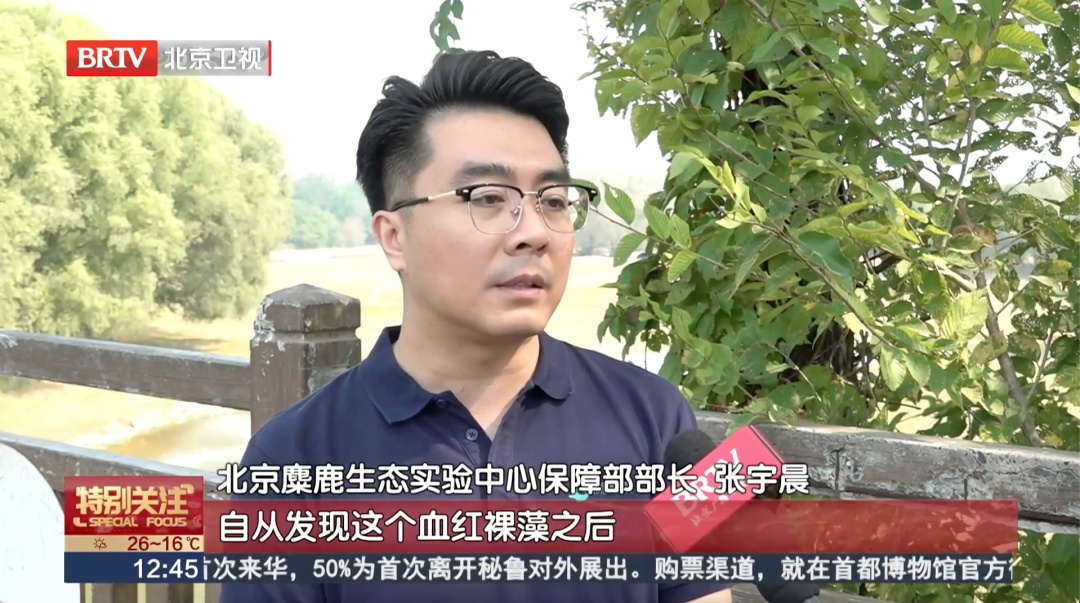 北京一湖面变红引猜测——“是污染吗？”