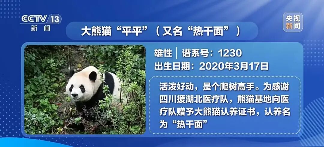 大熊猫“平平”“福双”，今日启程赴美