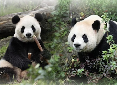 中国大熊猫抵美 动物园:期待大熊猫与游客正式见面 中国大熊猫抵美 动物园:期待大熊猫与游客正式见面
