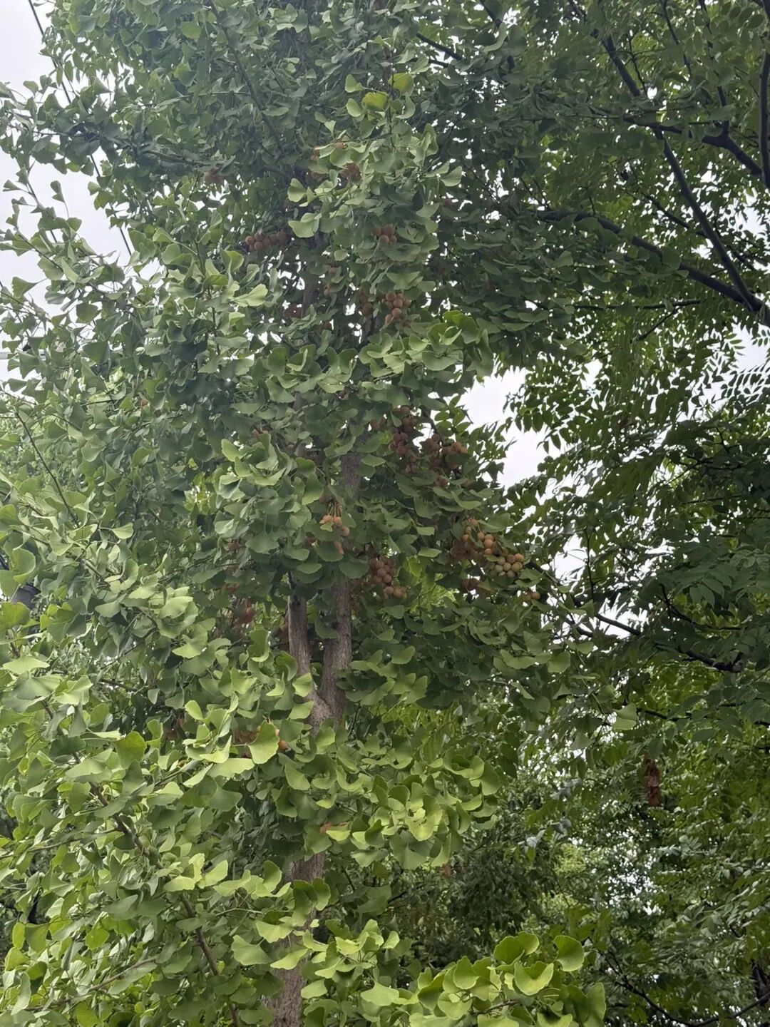 最近杭州街头大量出现,很多人捡回家吃!每年都有人进医院 最近杭州街头大量出现,很多人捡回家吃!每年都有人进医院