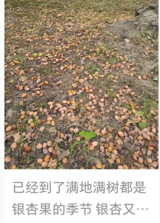 最近杭州街头大量出现,很多人捡回家吃!每年都有人进医院 最近杭州街头大量出现,很多人捡回家吃!每年都有人进医院