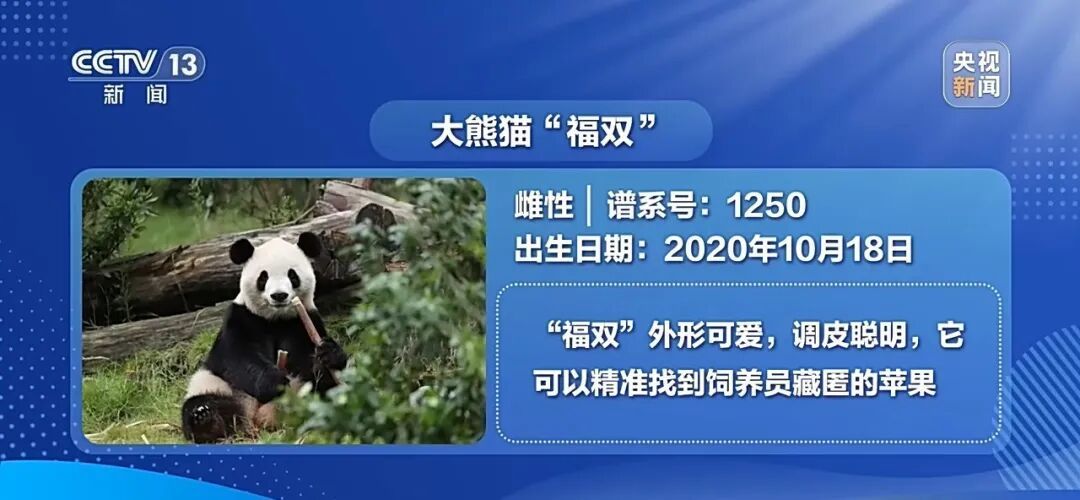 “平平”“福双”到新家了 “平平”“福双”到新家了