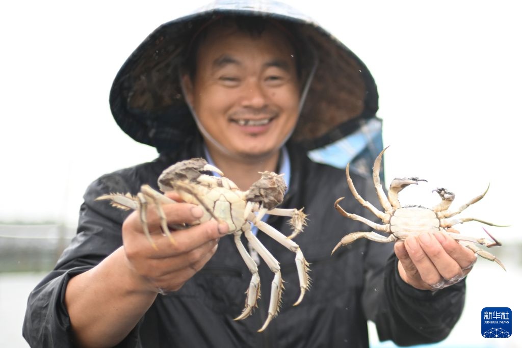 江苏苏州：阳澄湖大闸蟹开捕