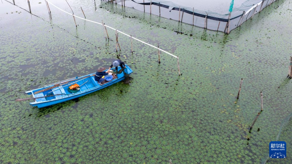 江苏苏州：阳澄湖大闸蟹开捕