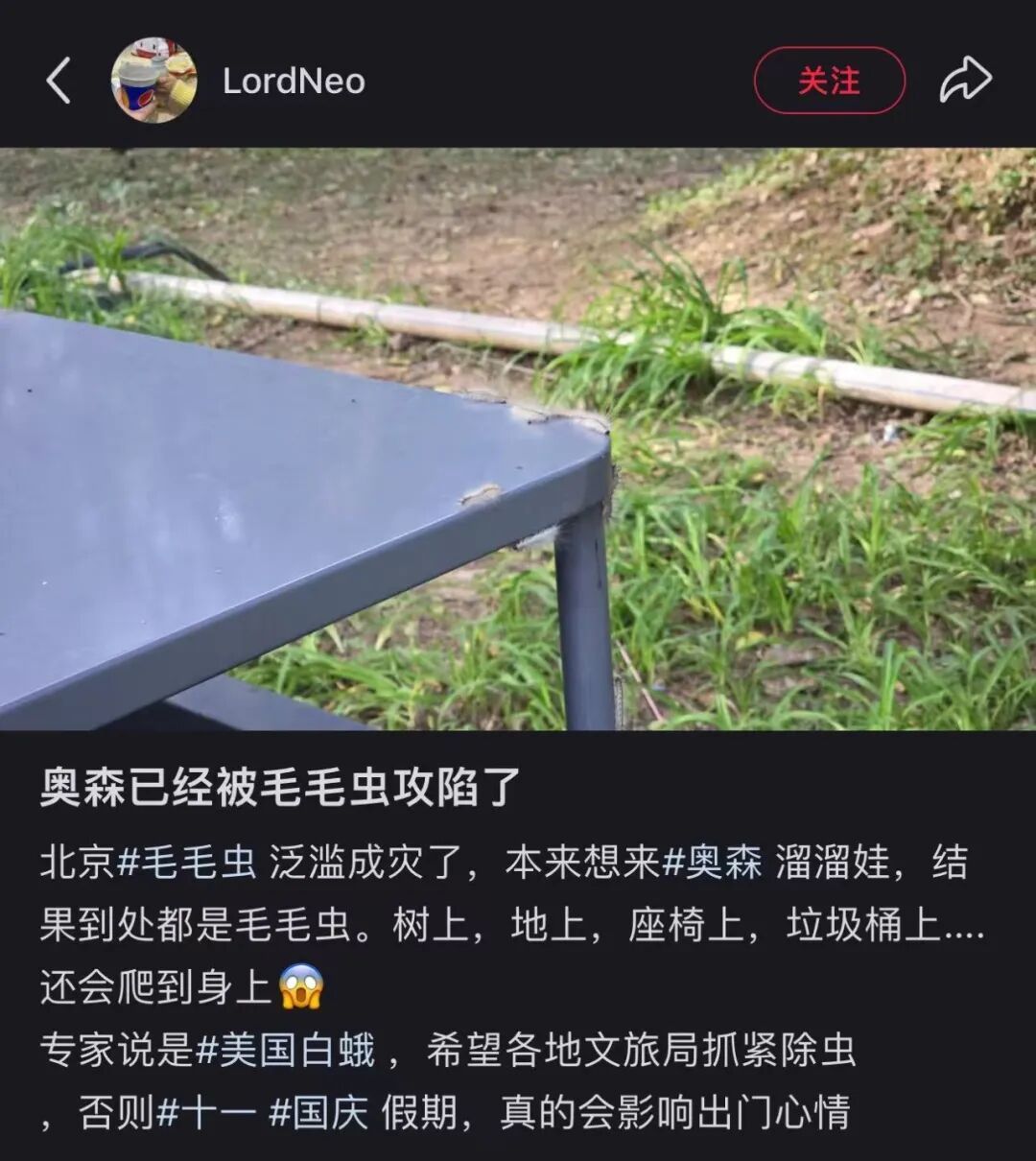 市民：走树下都往身上掉……今日，北京释放“天敌”4亿头，专治毛毛虫！