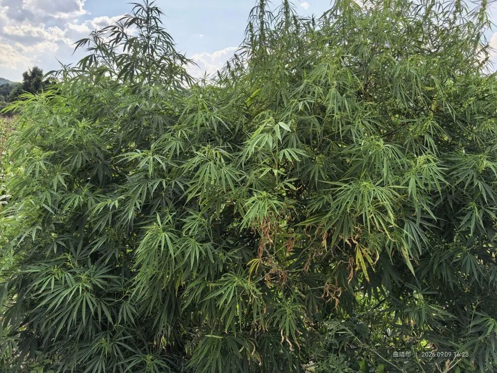 一旦发现这种植物,请立即报警! 一旦发现这种植物,请立即报警!
