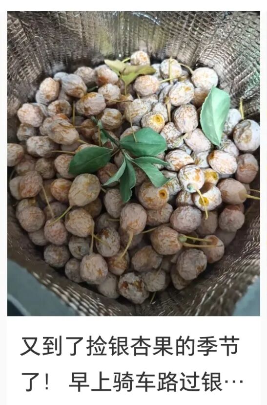 最近杭州街头大量出现,很多人捡回家吃!每年都有人进医院 最近杭州街头大量出现,很多人捡回家吃!每年都有人进医院