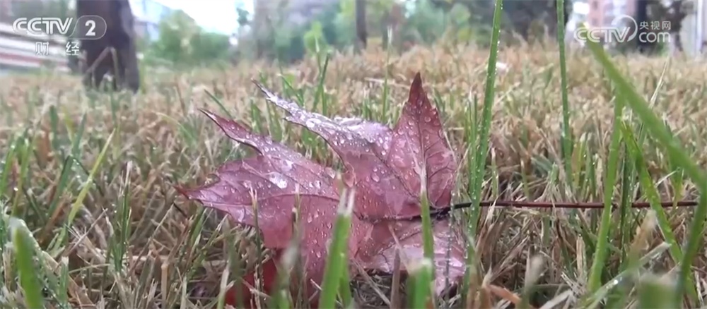 我国北方部分地区将出现霜冻天气 会对秋收作物产生哪些危害？一文了解↓