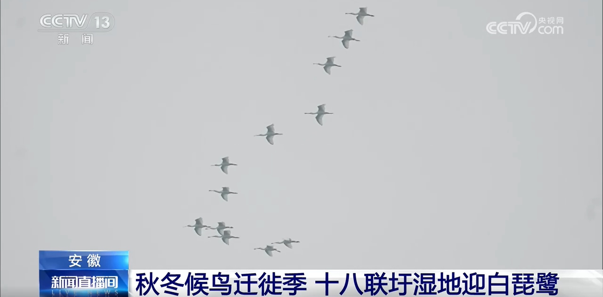 守护迁徙通道 多地湿地迎来候鸟迁徙季