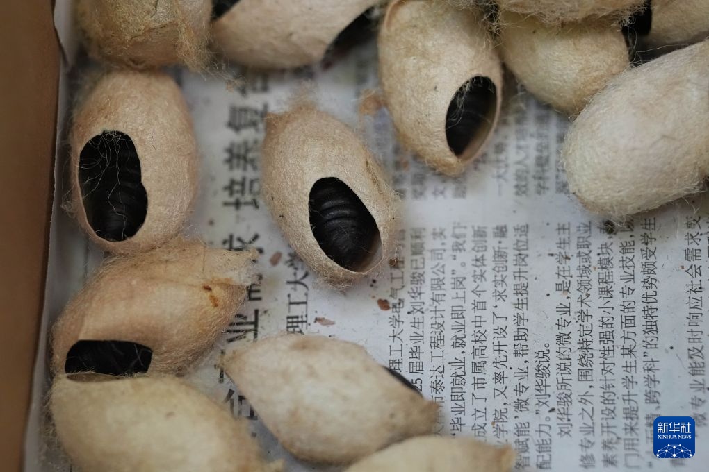 北京：多措并举防治美国白蛾