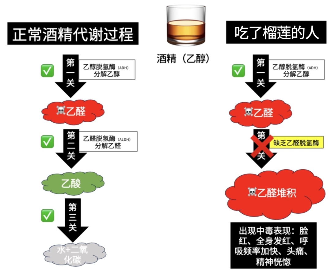 吃榴莲后24小时内别喝它，有人因此肝损伤