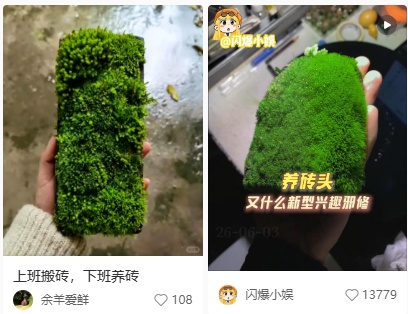 突然火了!年轻人盯上“养砖头” 突然火了!年轻人盯上“养砖头”