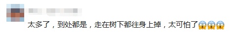 “北京毛毛虫”冲上热搜，发现可打12345！