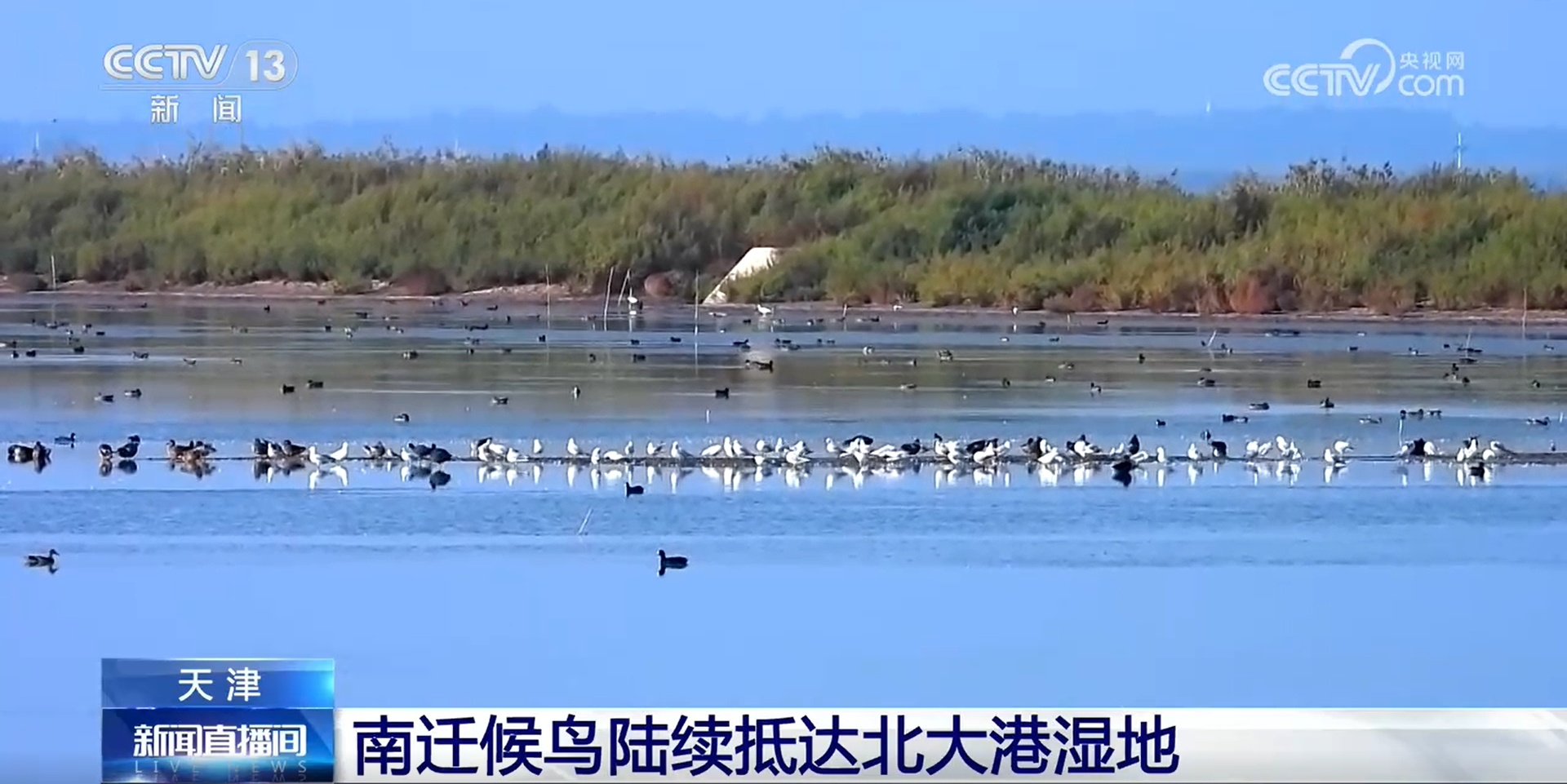 守护迁徙通道 多地湿地迎来候鸟迁徙季