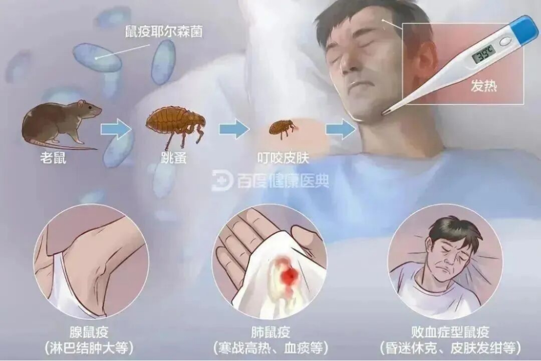 遇见这只“圆滚滚”,再可爱,也别上手摸!!! 遇见这只“圆滚滚”,再可爱,也别上手摸!!!