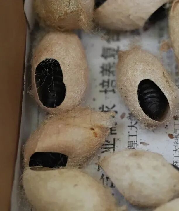 再放4亿只“昆虫援军”,对付这一入侵物种 再放4亿只“昆虫援军”,对付这一入侵物种