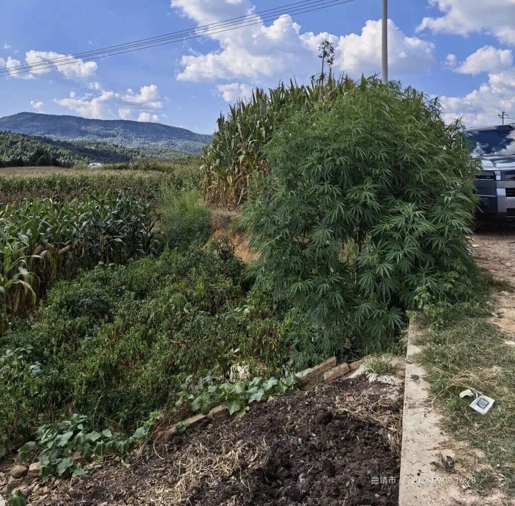 这种植物,发现即报警! 这种植物,发现即报警!