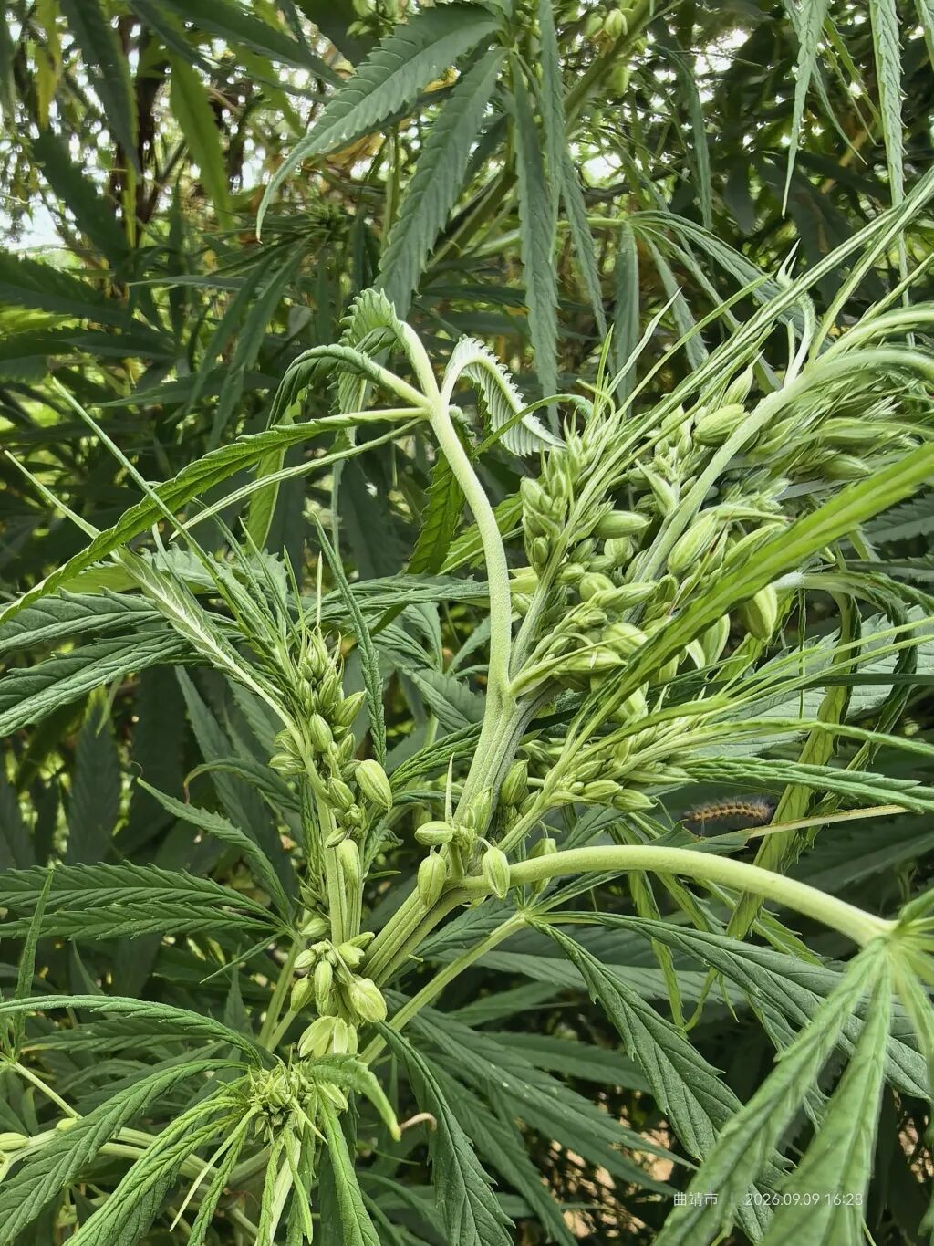 这种植物,发现即报警! 这种植物,发现即报警!