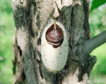 天津投放2亿头毛毛虫“克星”!树上这些白色“小兜兜”千万别碰 天津投放2亿头毛毛虫“克星”!树上这些白色“小兜兜”千万别碰