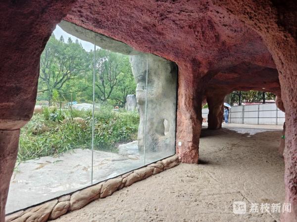 狮王归来 南京红山森林动物园狮子馆对外开放 狮王归来 南京红山森林动物园狮子馆对外开放
