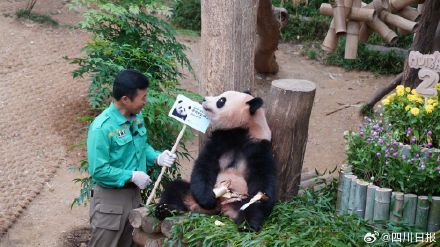 旅韩大熊猫睿宝辉宝要回国了 旅韩大熊猫睿宝辉宝要回国了