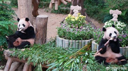 旅韩大熊猫睿宝辉宝要回国了 旅韩大熊猫睿宝辉宝要回国了