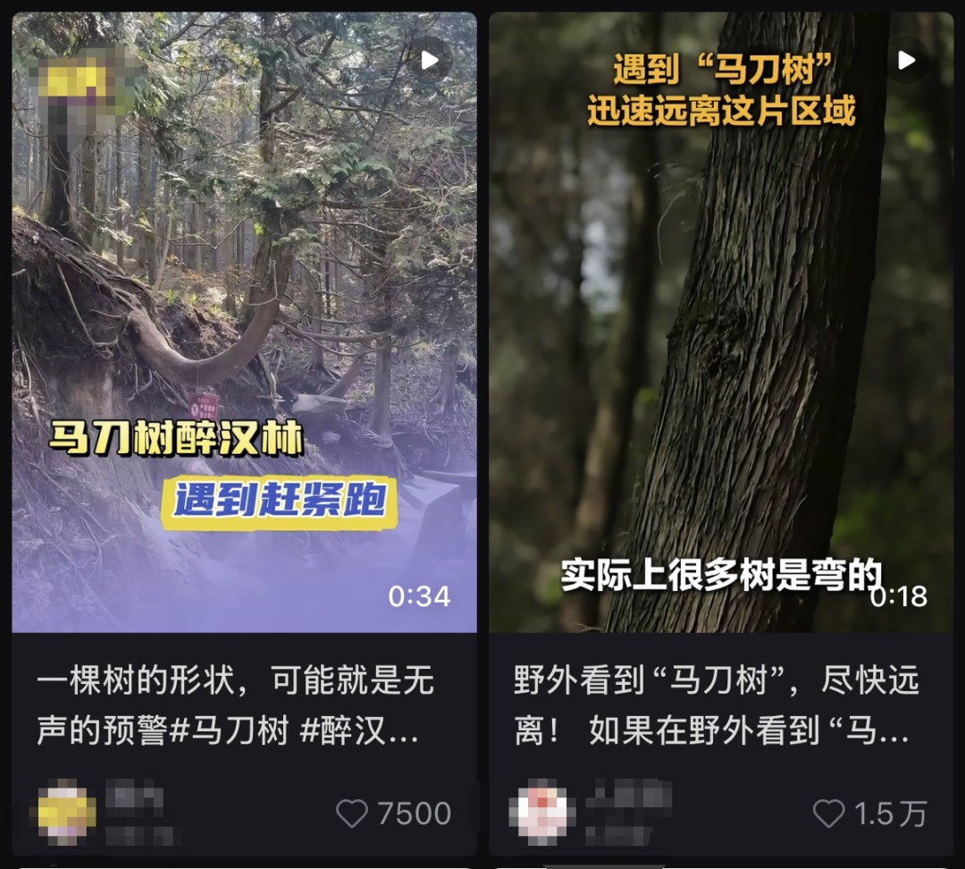 不是普通的歪树!户外遇到这种树,一定要当心! 不是普通的歪树!户外遇到这种树,一定要当心!