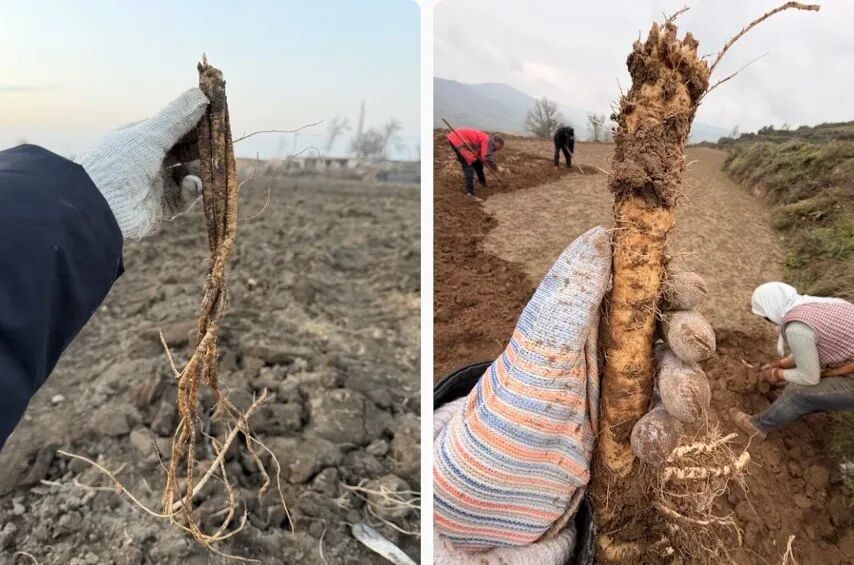 十月进补正当时!“参补”有讲究,先看体质,再选参→ 十月进补正当时!“参补”有讲究,先看体质,再选参→