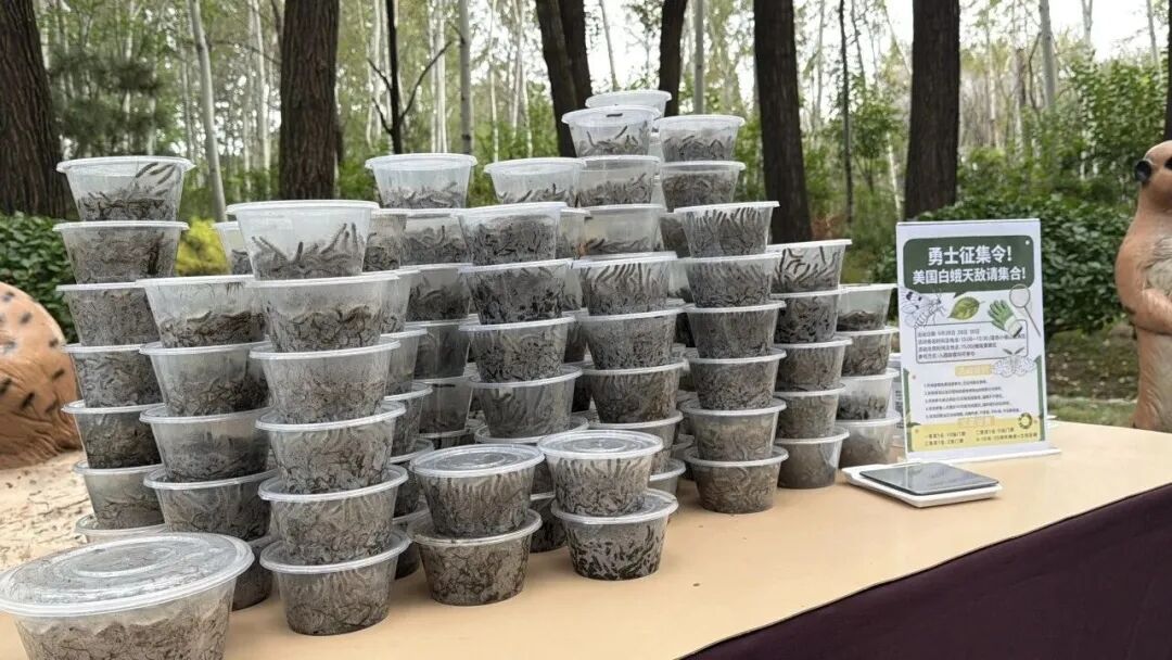 北京办“抓毛毛虫”大赛!一天抓4000条仅获第二名!网友:这个活动可以推广 北京办“抓毛毛虫”大赛!一天抓4000条仅获第二名!网友:这个活动可以推广
