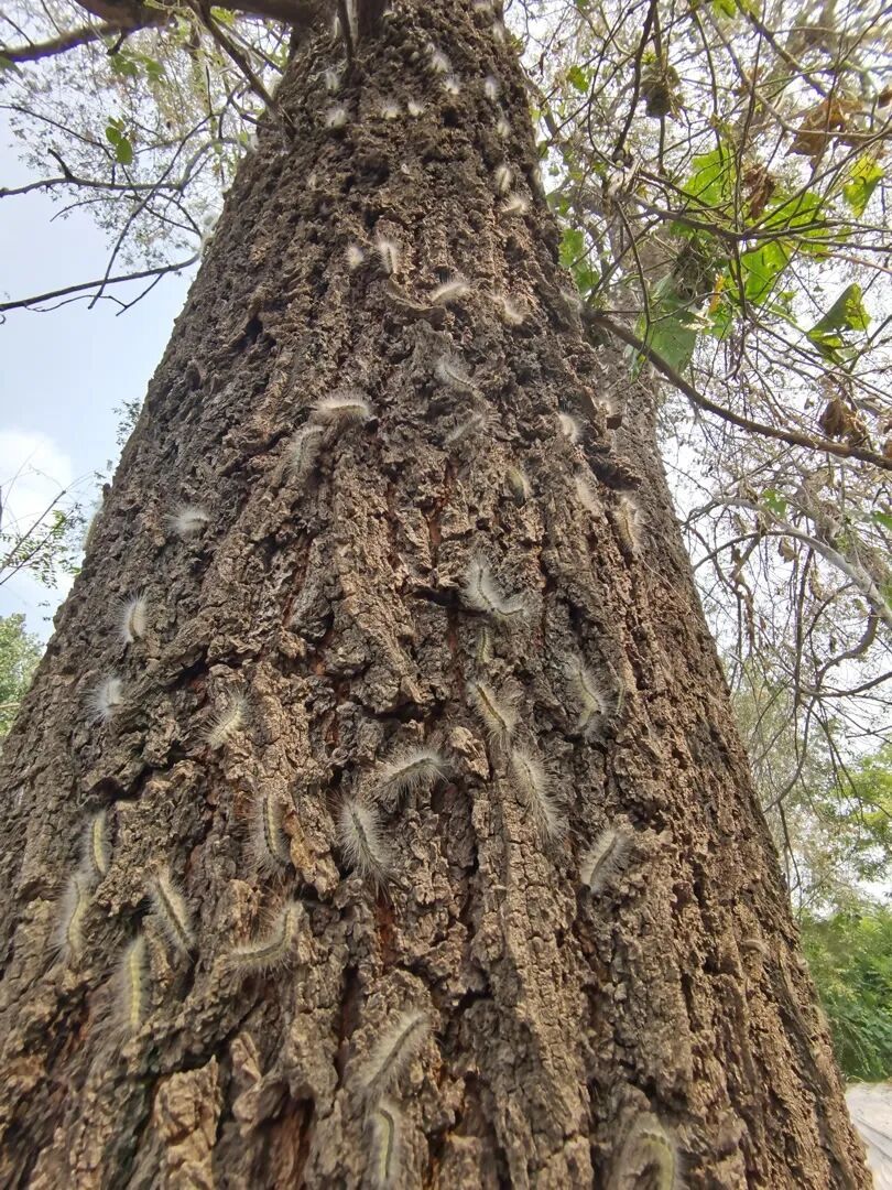 北京办“抓毛毛虫”大赛!一天抓4000条仅获第二名!网友:这个活动可以推广 北京办“抓毛毛虫”大赛!一天抓4000条仅获第二名!网友:这个活动可以推广