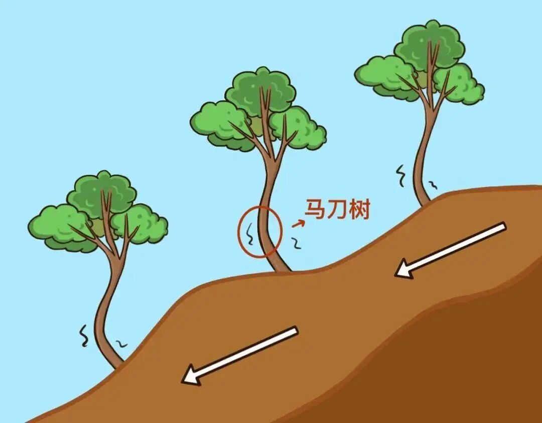 不是普通的歪树！野外看到这种树，一定要当心