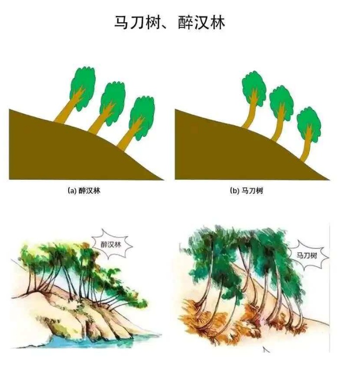 不是普通的歪树！野外看到这种树，一定要当心