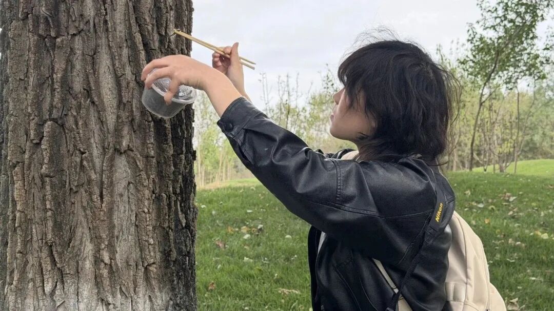北京办“抓毛毛虫”大赛!一天抓4000条仅获第二名!网友:这个活动可以推广 北京办“抓毛毛虫”大赛!一天抓4000条仅获第二名!网友:这个活动可以推广